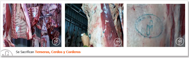 Se Sacrifican Terneras, Cerdos y Corderos